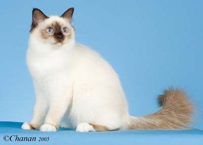 bonita