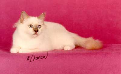 [Wisteria reclining]